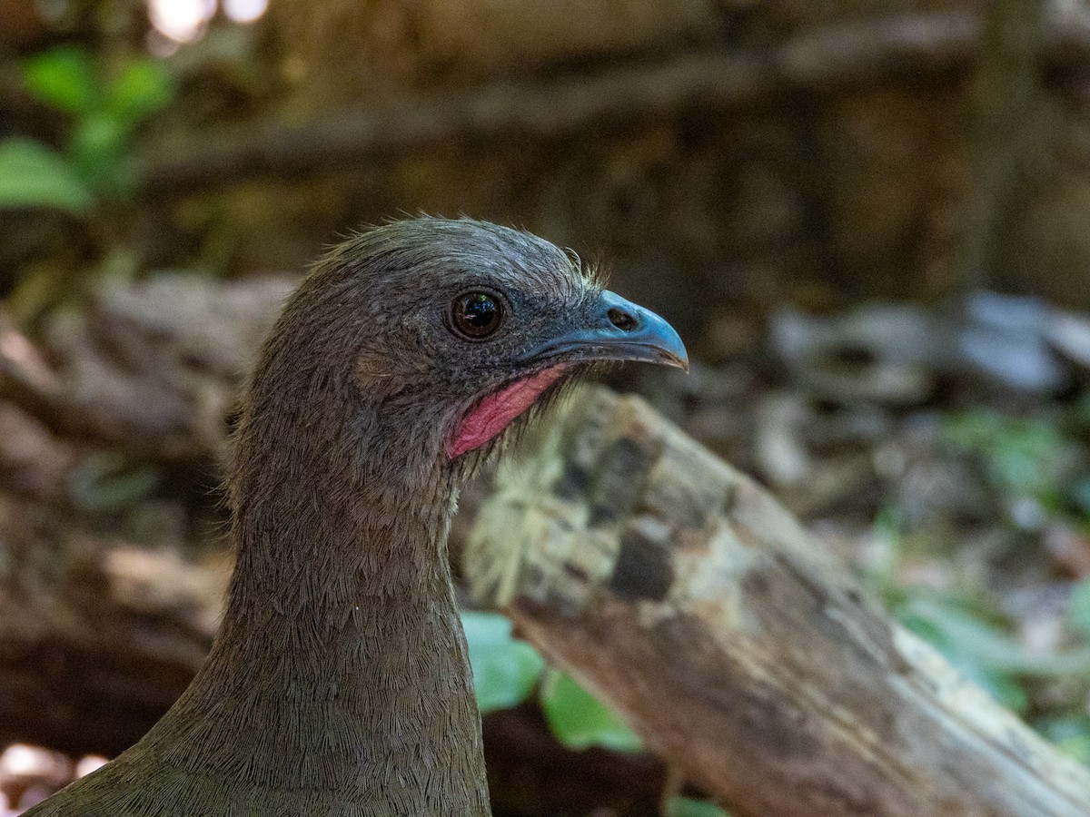 Plain Chachalaca - ML642628294