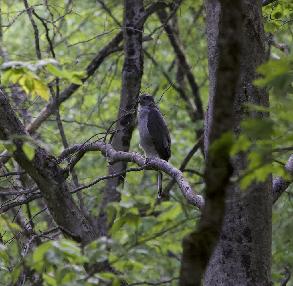 American Goshawk - ML642628296