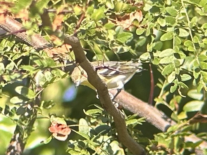 Vireo sp. - ML642628307