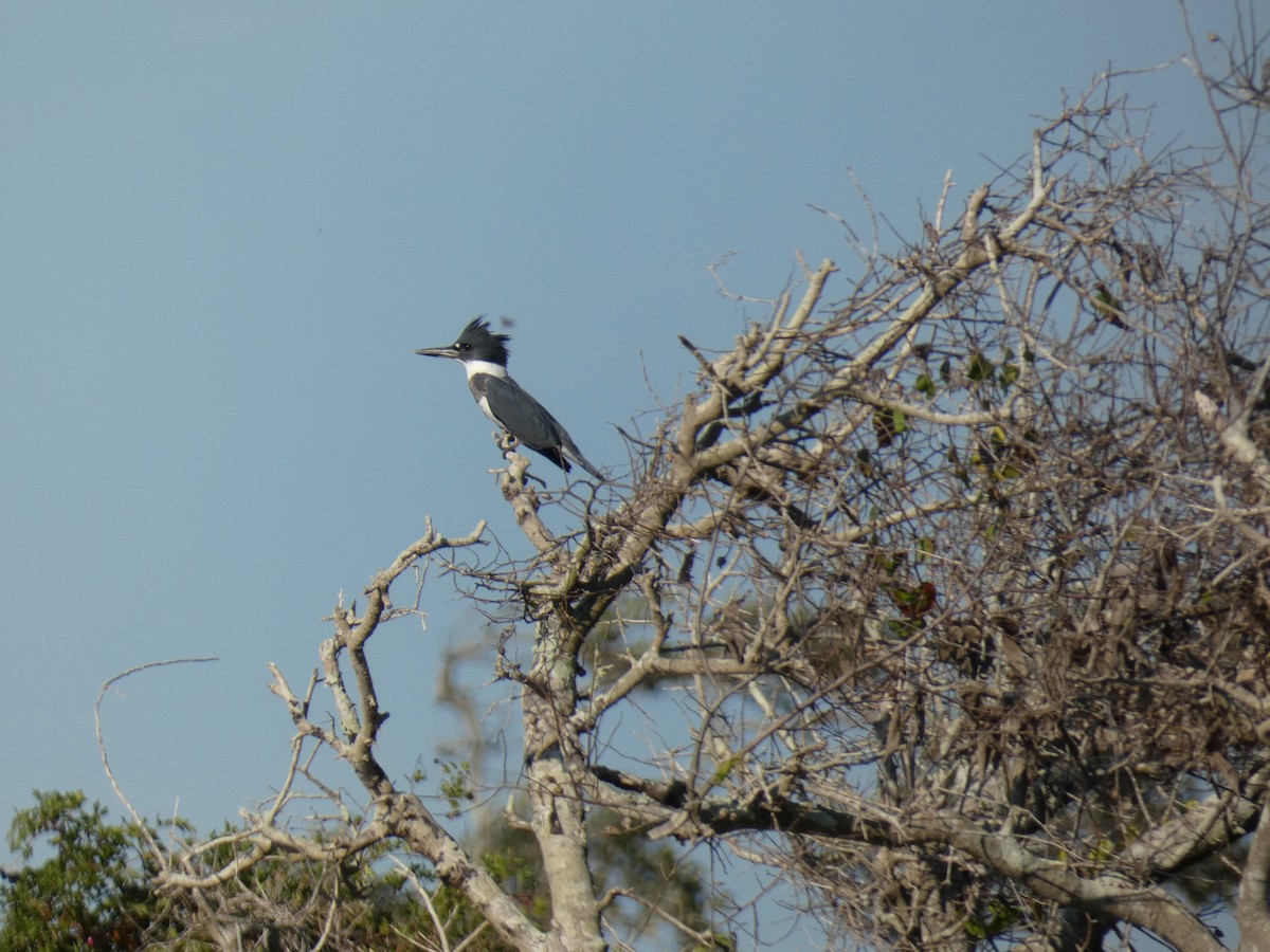 Belted Kingfisher - ML642628319