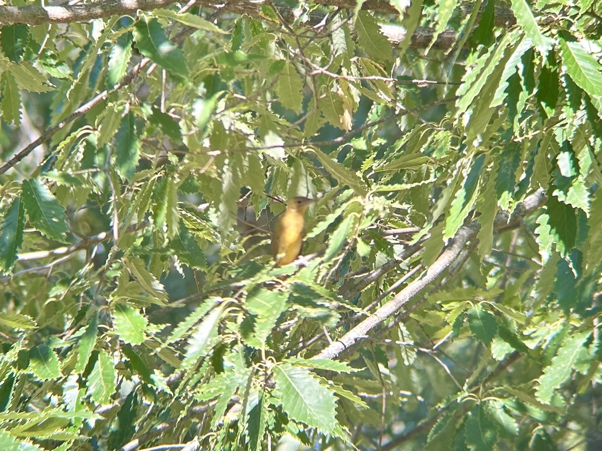sommerpiranga - ML642628322