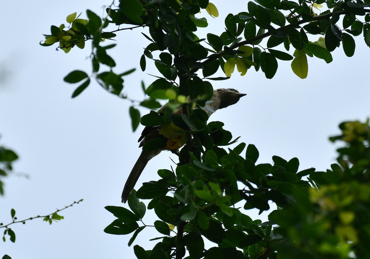 Bulbul de Conrad - ML642628332