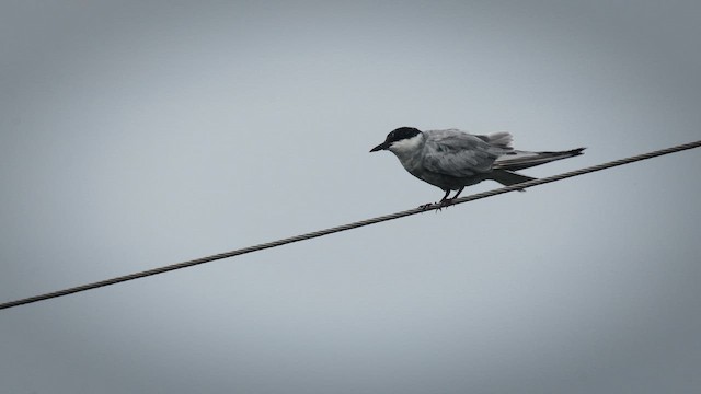 Whiskered Tern - ML642628348