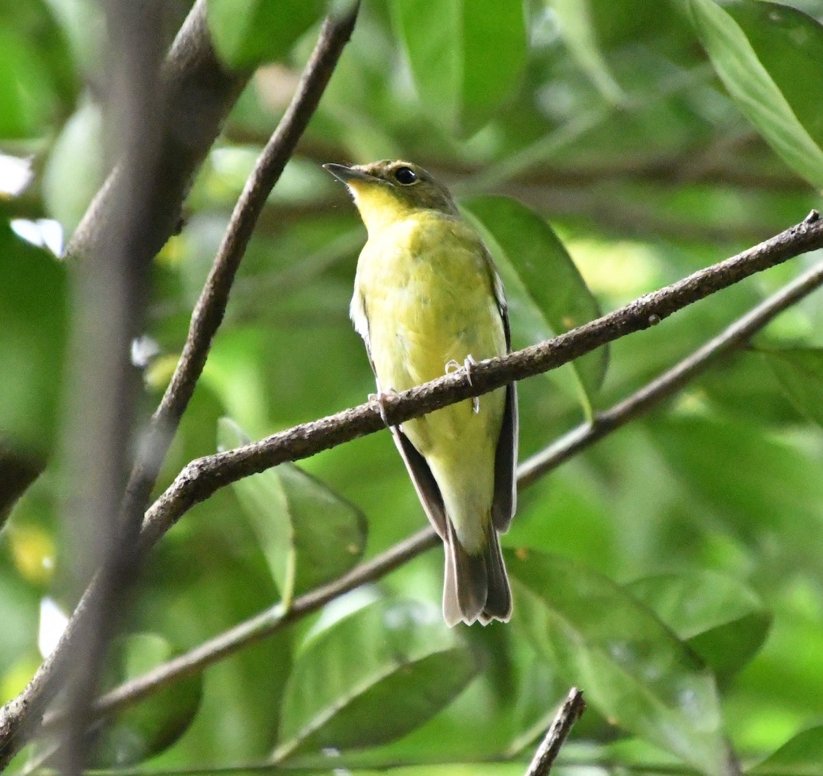 Green-backed Flycatcher - ML642628363