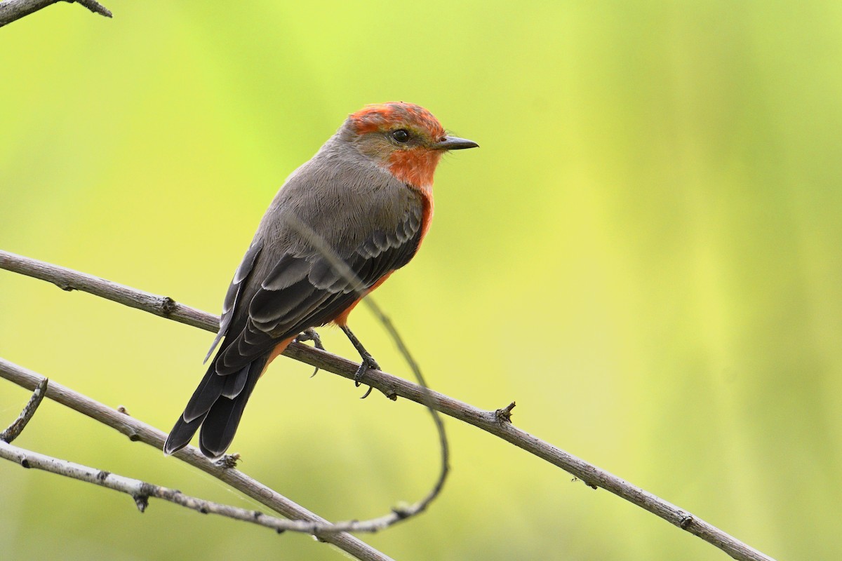 Vermilion Flycatcher - ML642628376