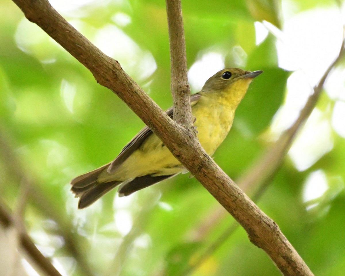 Green-backed Flycatcher - ML642628377