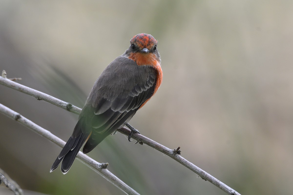 Vermilion Flycatcher - ML642628406