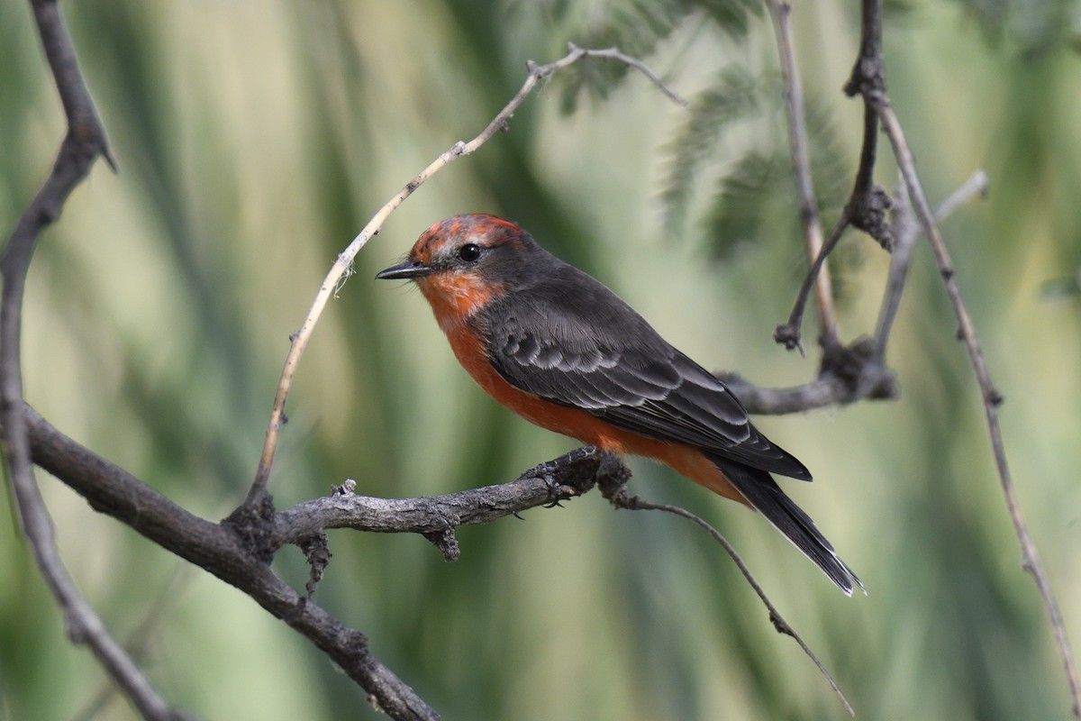 Vermilion Flycatcher - ML642628413