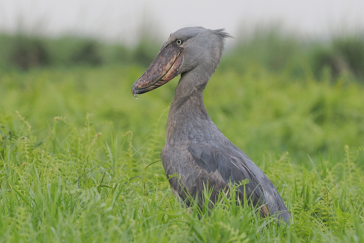 Shoebill - ML642628419
