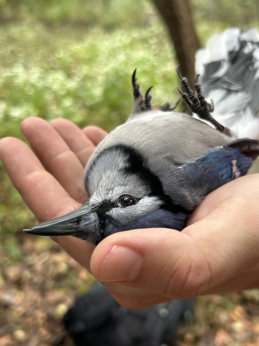 Blue Jay - ML642628424