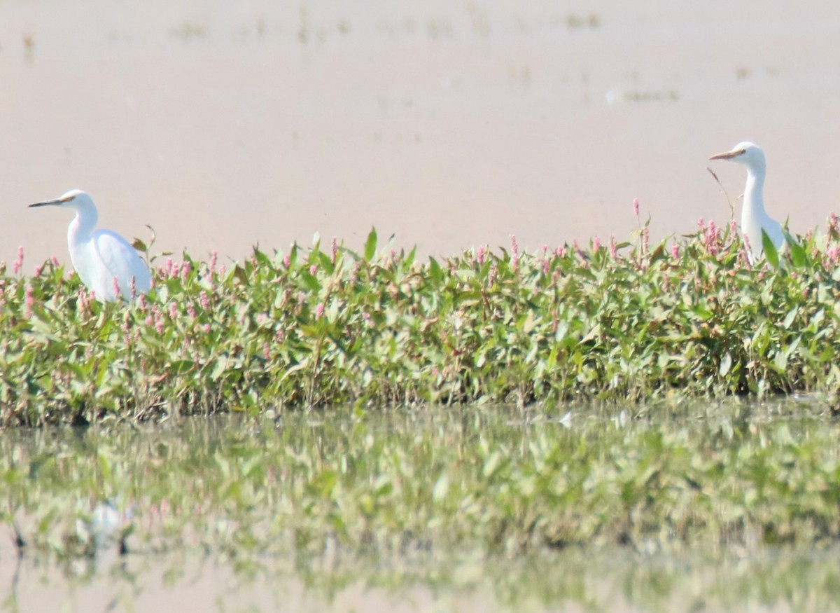Western Cattle-Egret - ML642628425