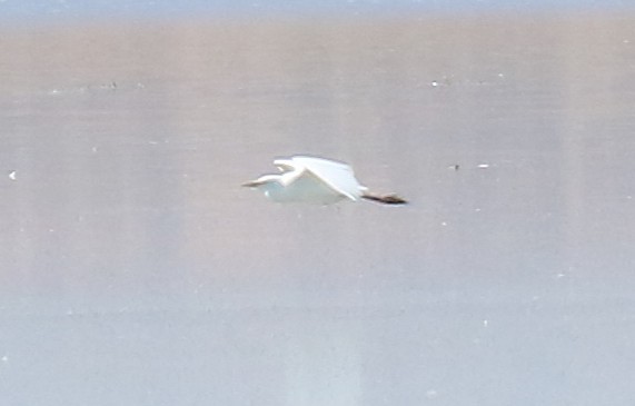 Western Cattle-Egret - ML642628426
