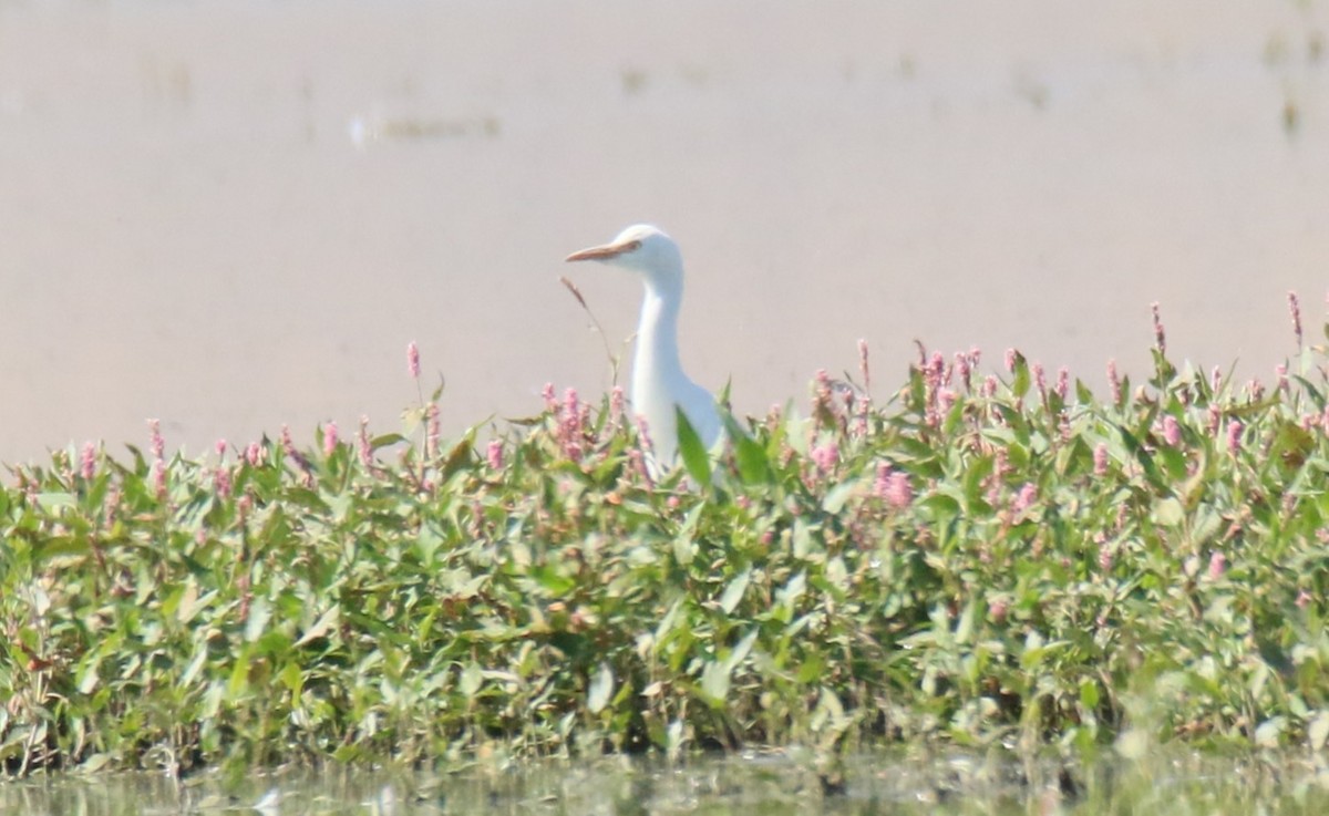 Western Cattle-Egret - ML642628427