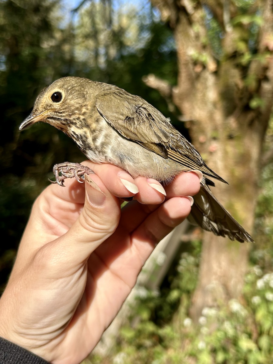 Swainson's Thrush (Olive-backed) - ML642628454