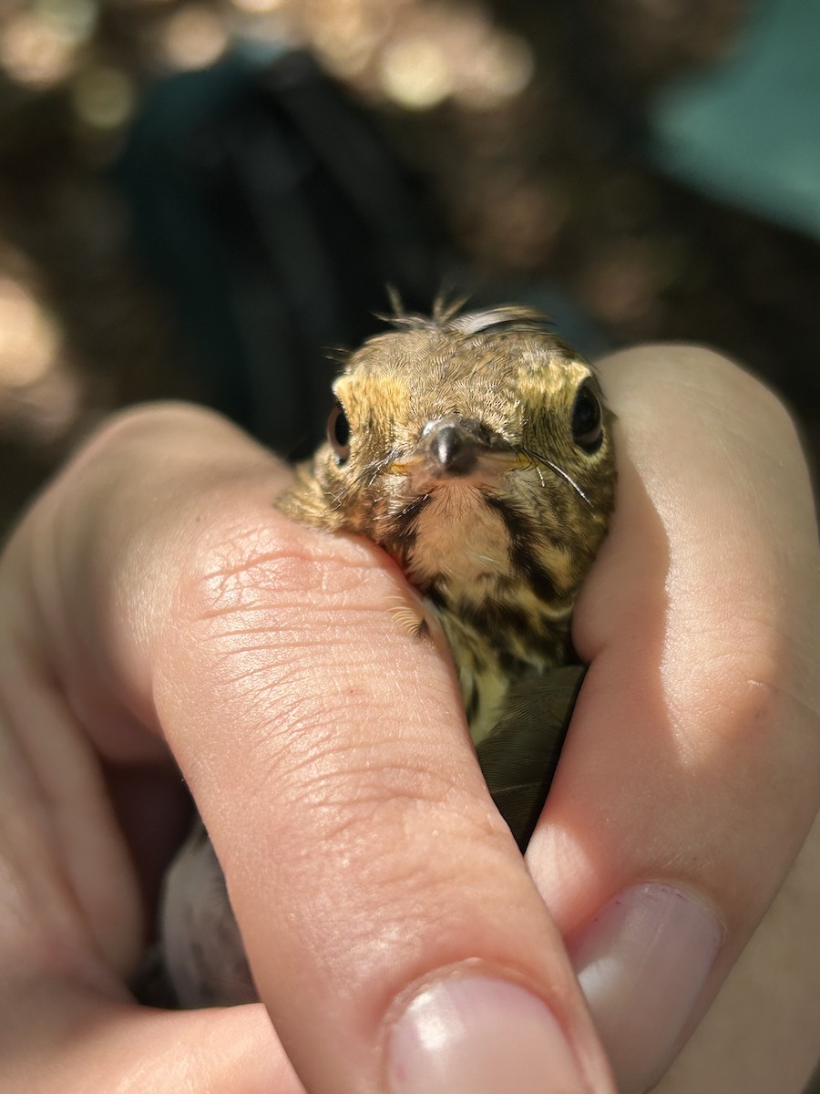 Swainson's Thrush (Olive-backed) - ML642628457