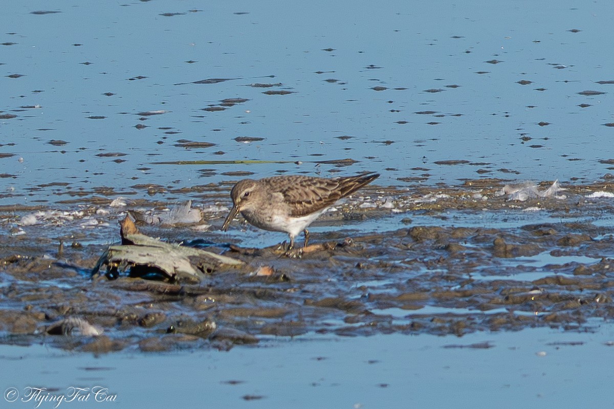White-rumped Sandpiper - ML642628462