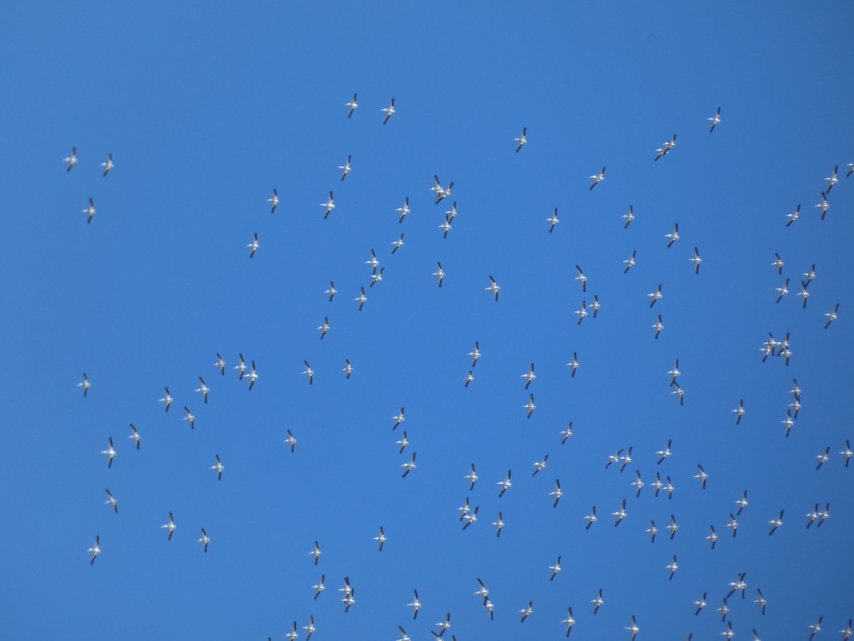 American White Pelican - ML642628465