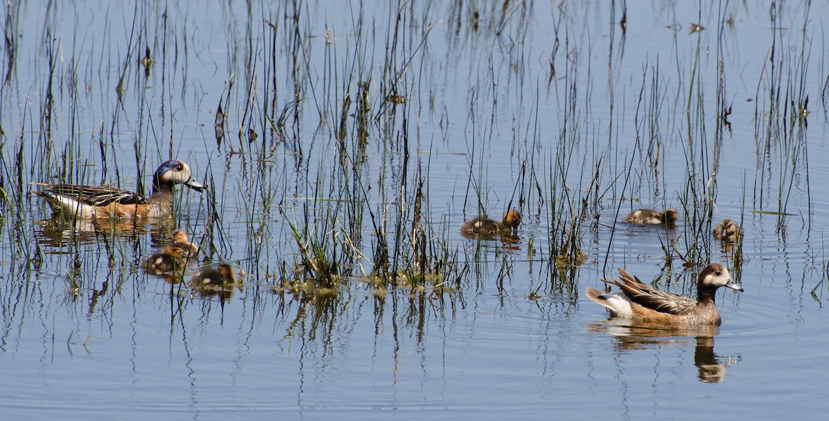 Chiloe Wigeon - ML642628466