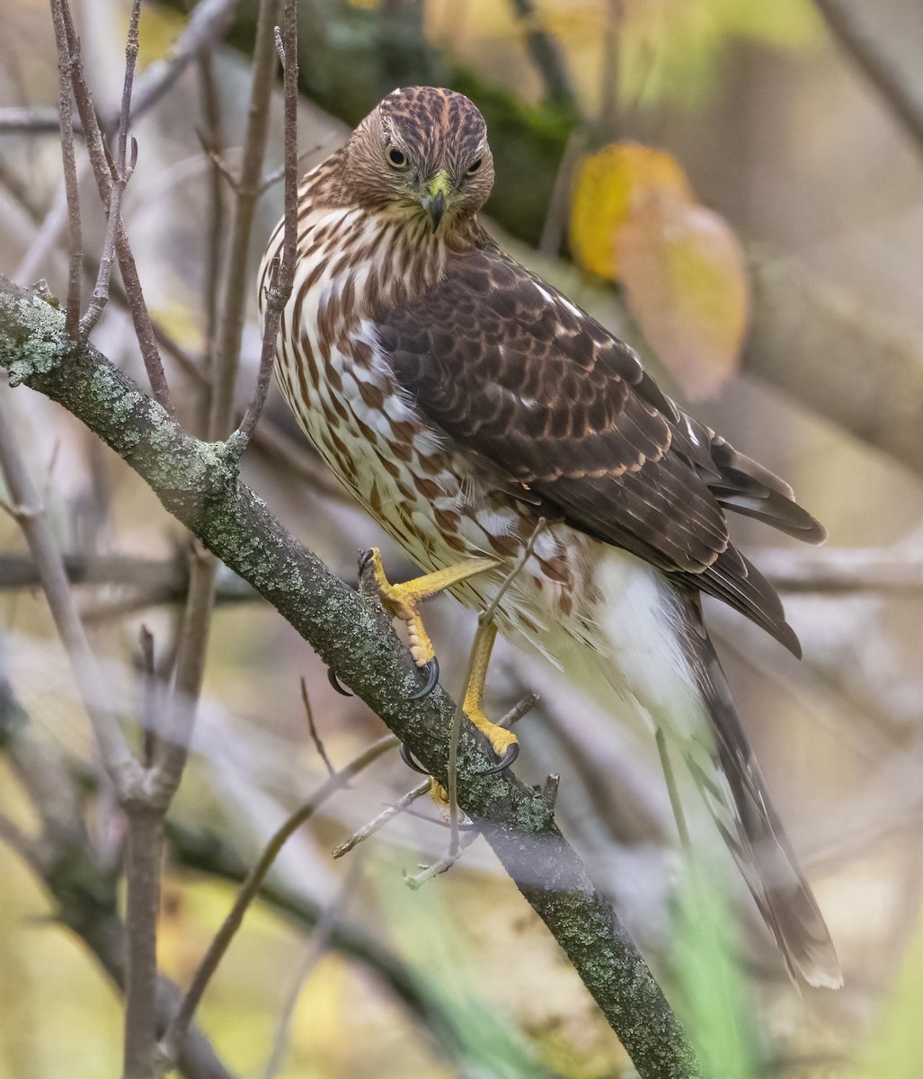 Cooper's Hawk - ML642628477