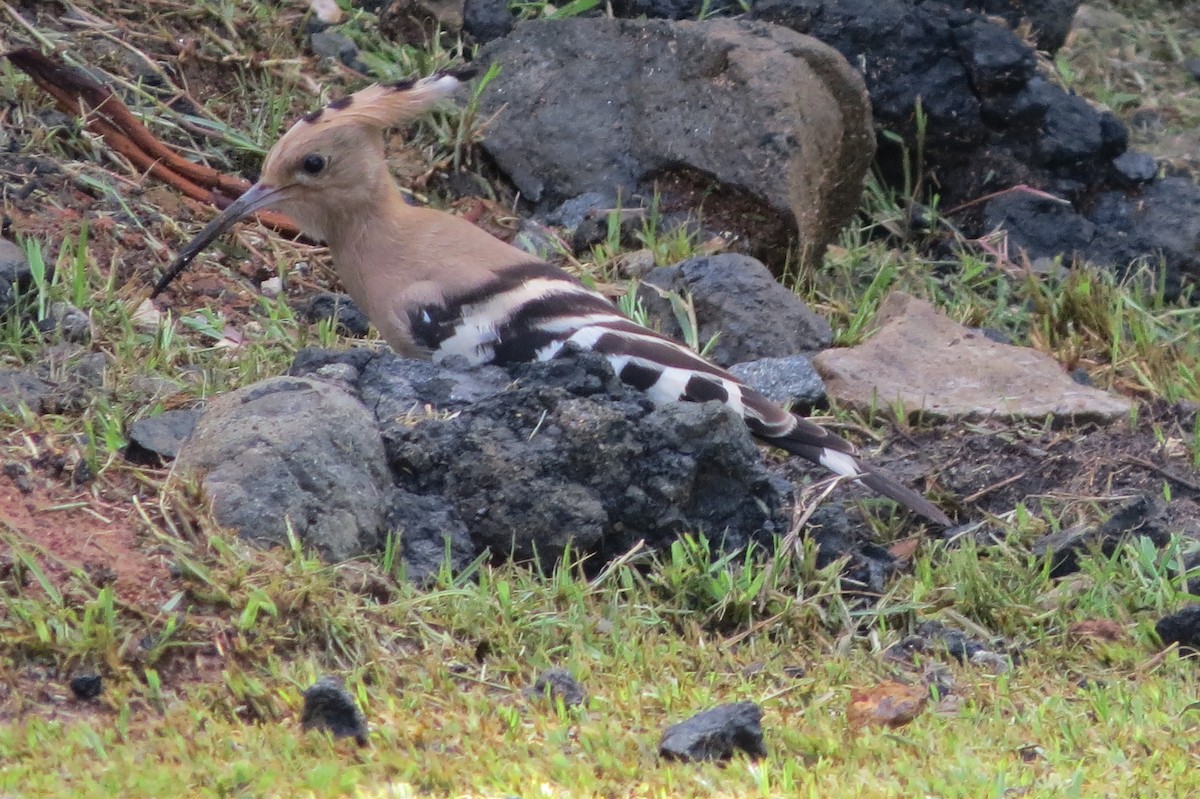 Common Hoopoe - ML642628483