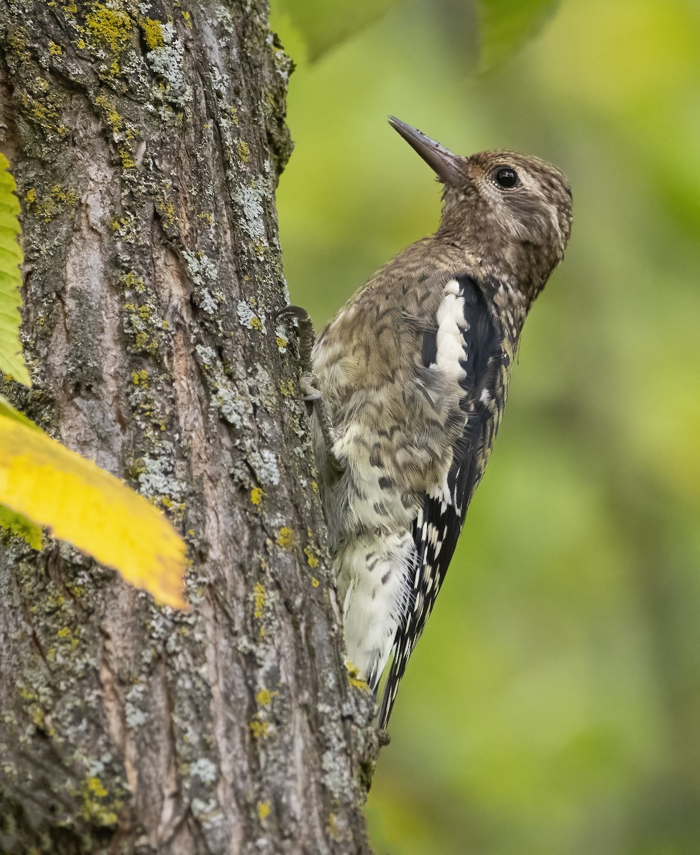 Yellow-bellied Sapsucker - ML642628488