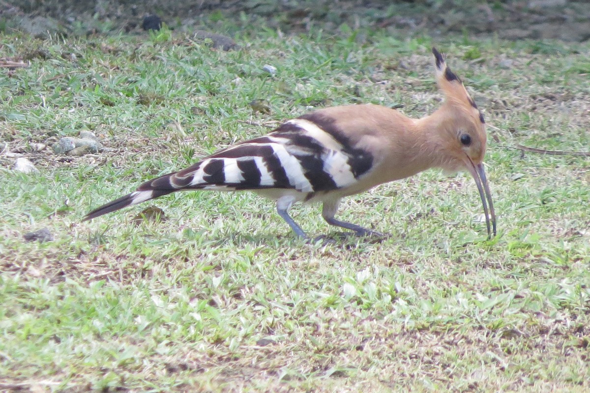 Common Hoopoe - ML642628490