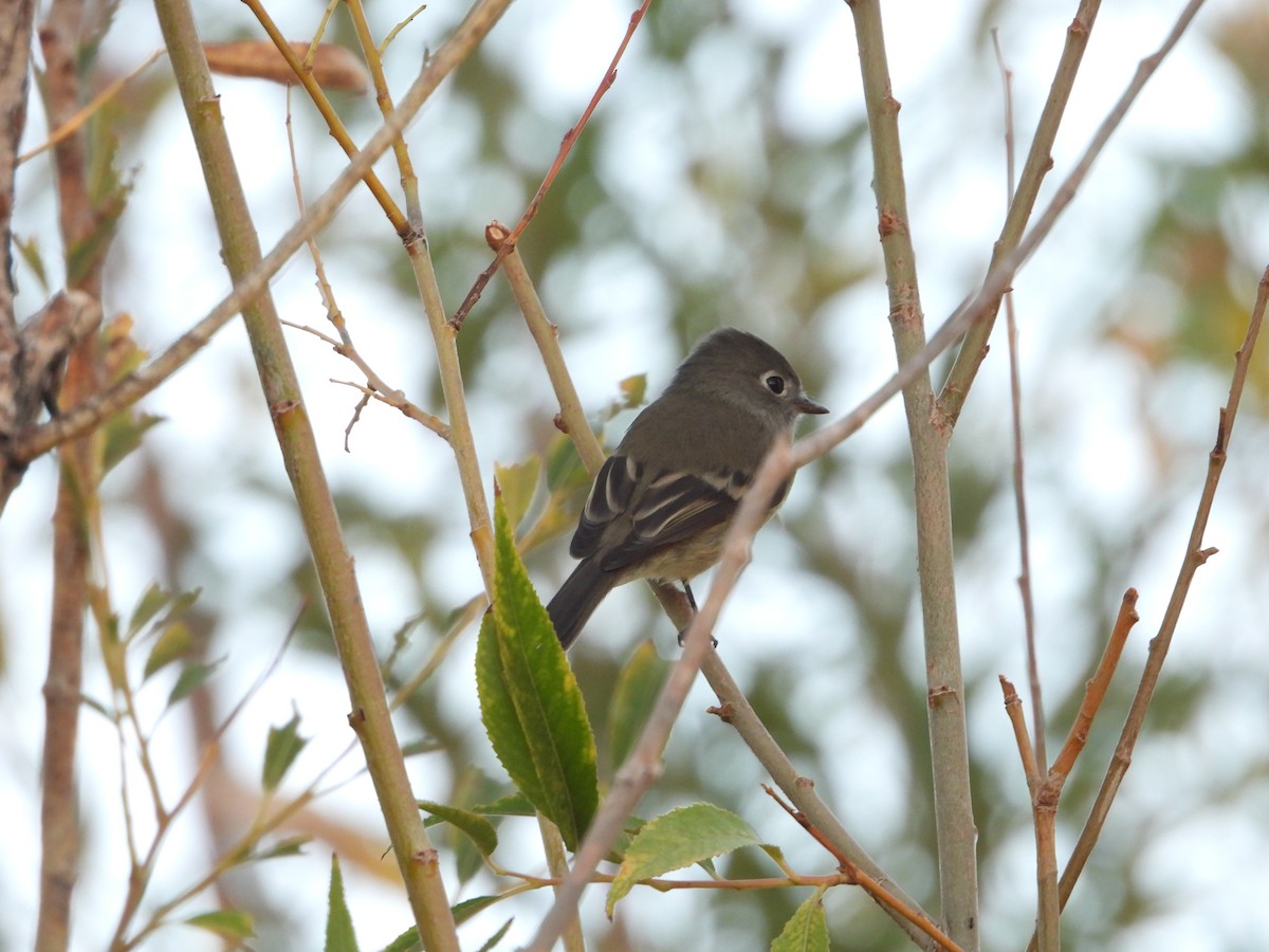 Hammond's Flycatcher - ML642628499