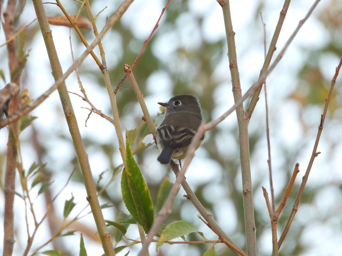 Hammond's Flycatcher - ML642628500