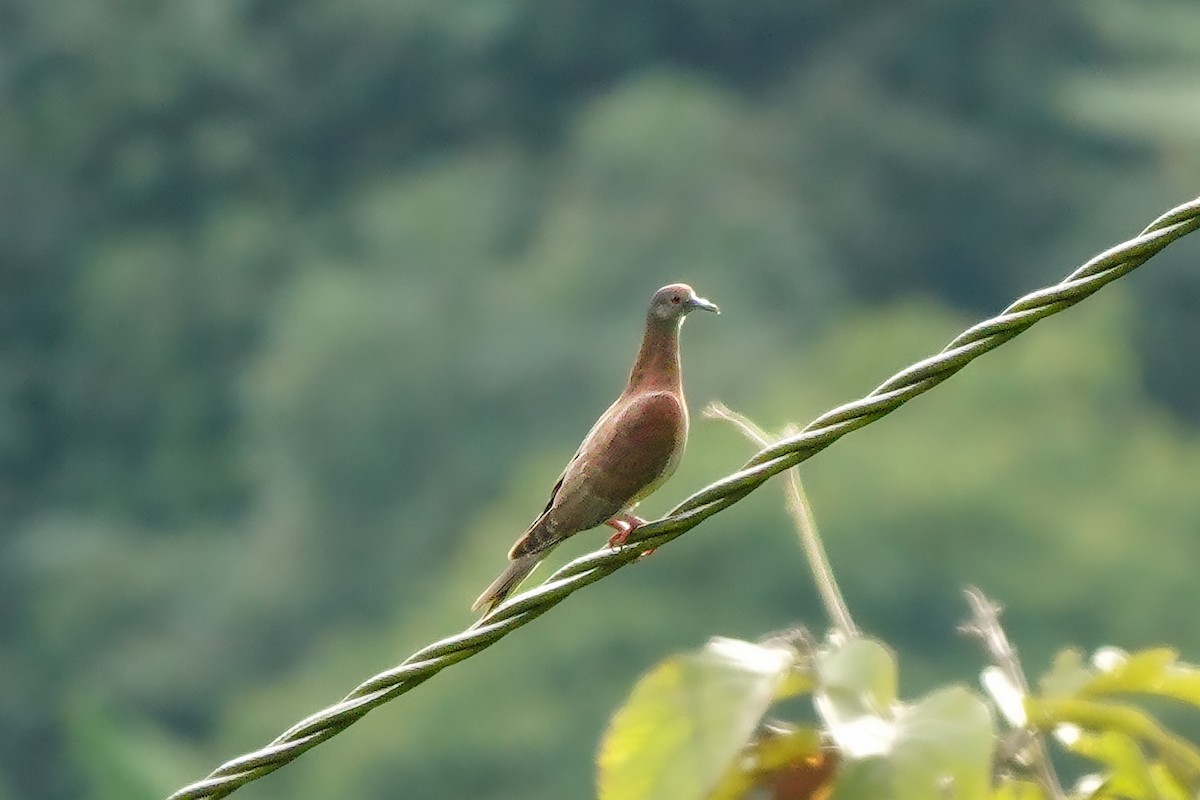 Pale-vented Pigeon - ML642628501