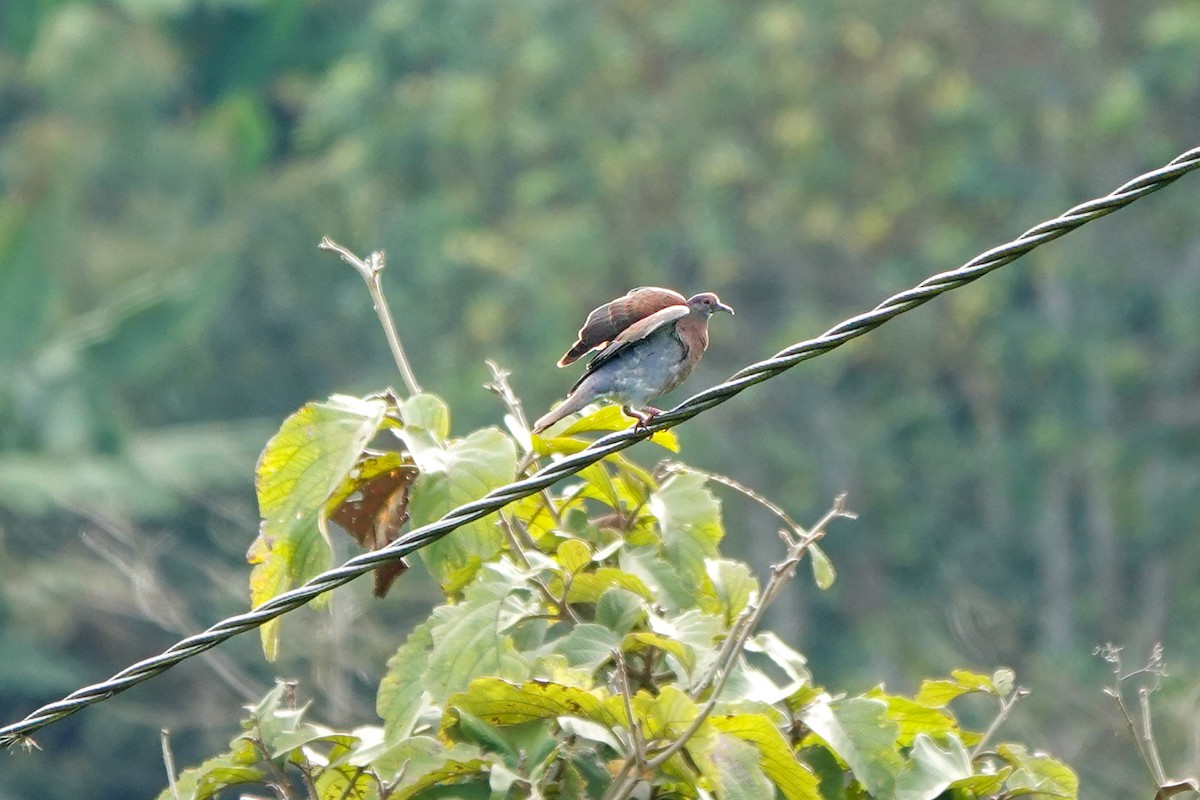 Pale-vented Pigeon - ML642628502