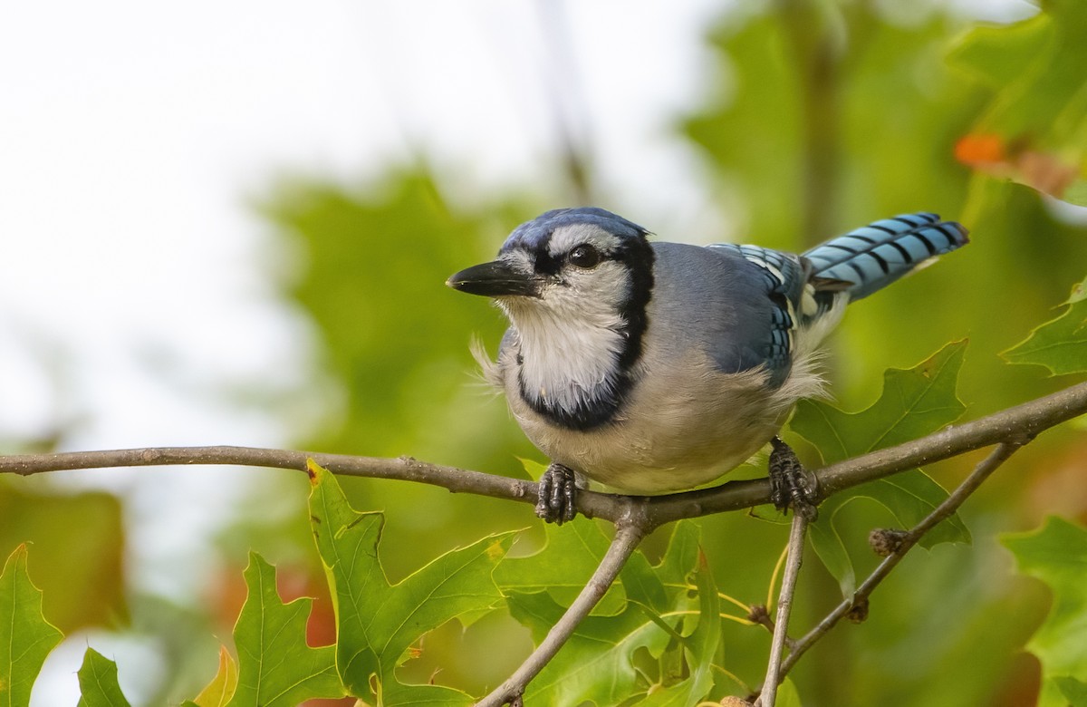Blue Jay - ML642628507