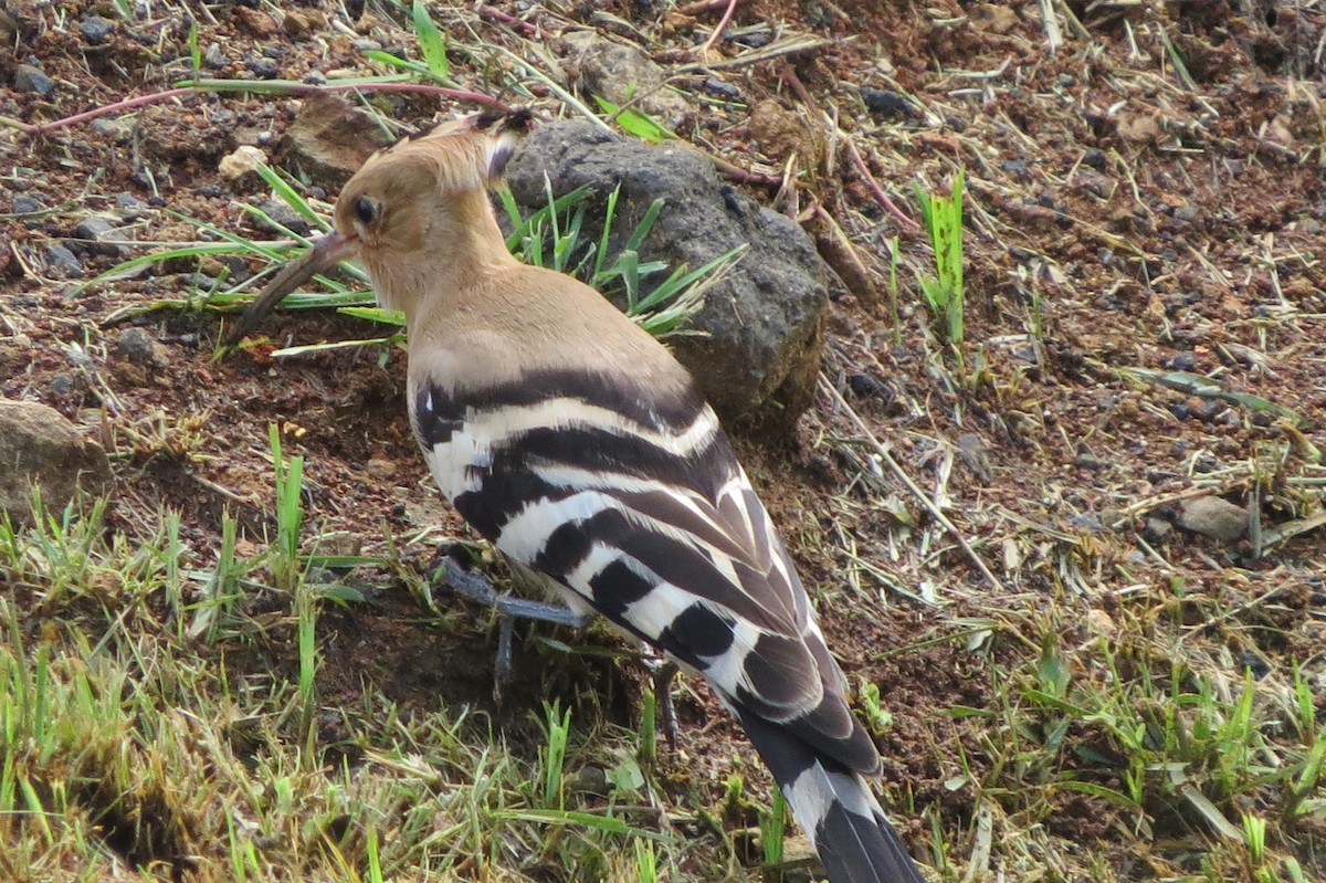 Common Hoopoe - ML642628514