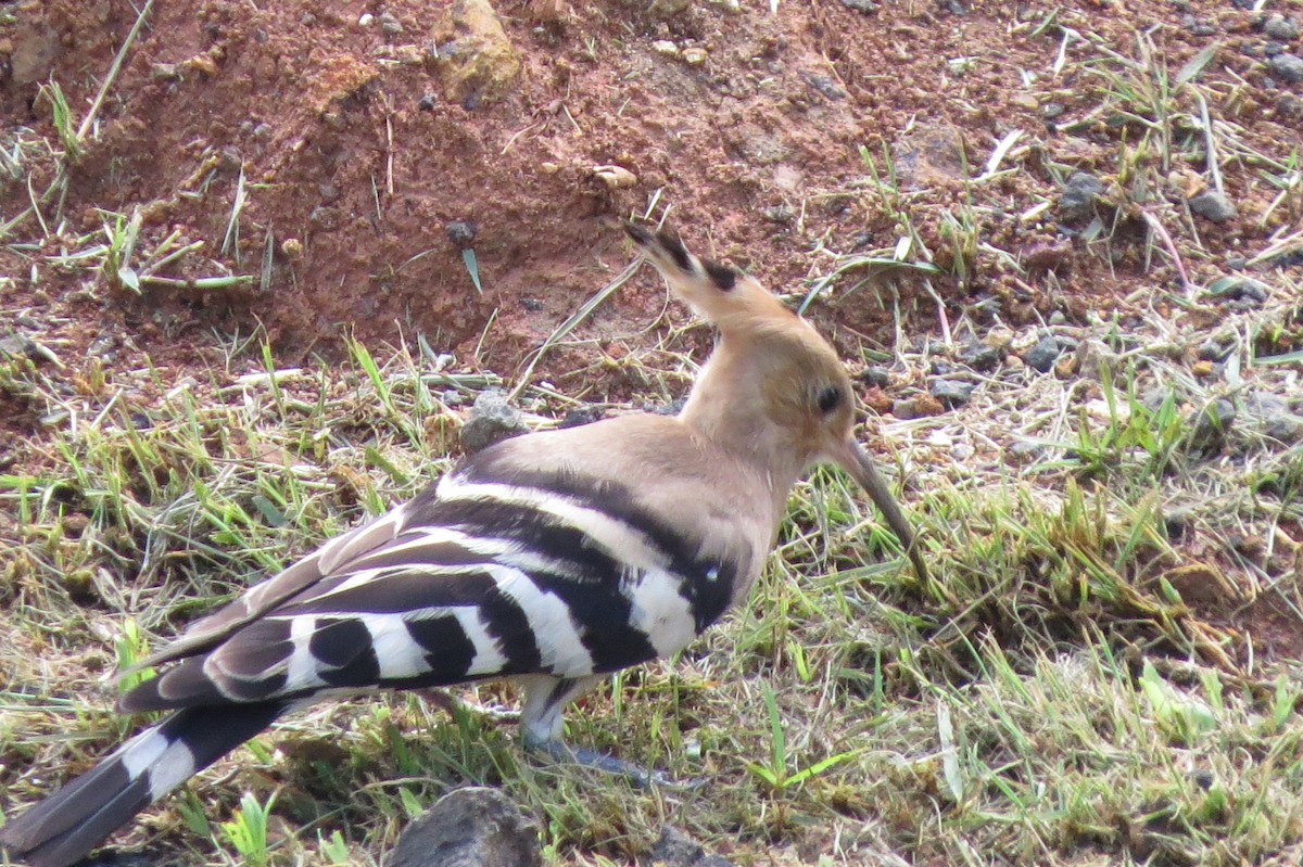 Common Hoopoe - ML642628518