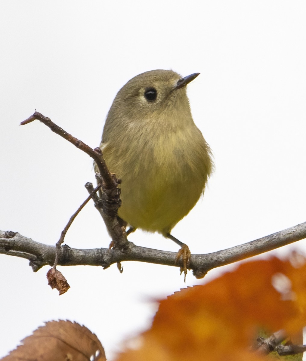 Ruby-crowned Kinglet - ML642628520