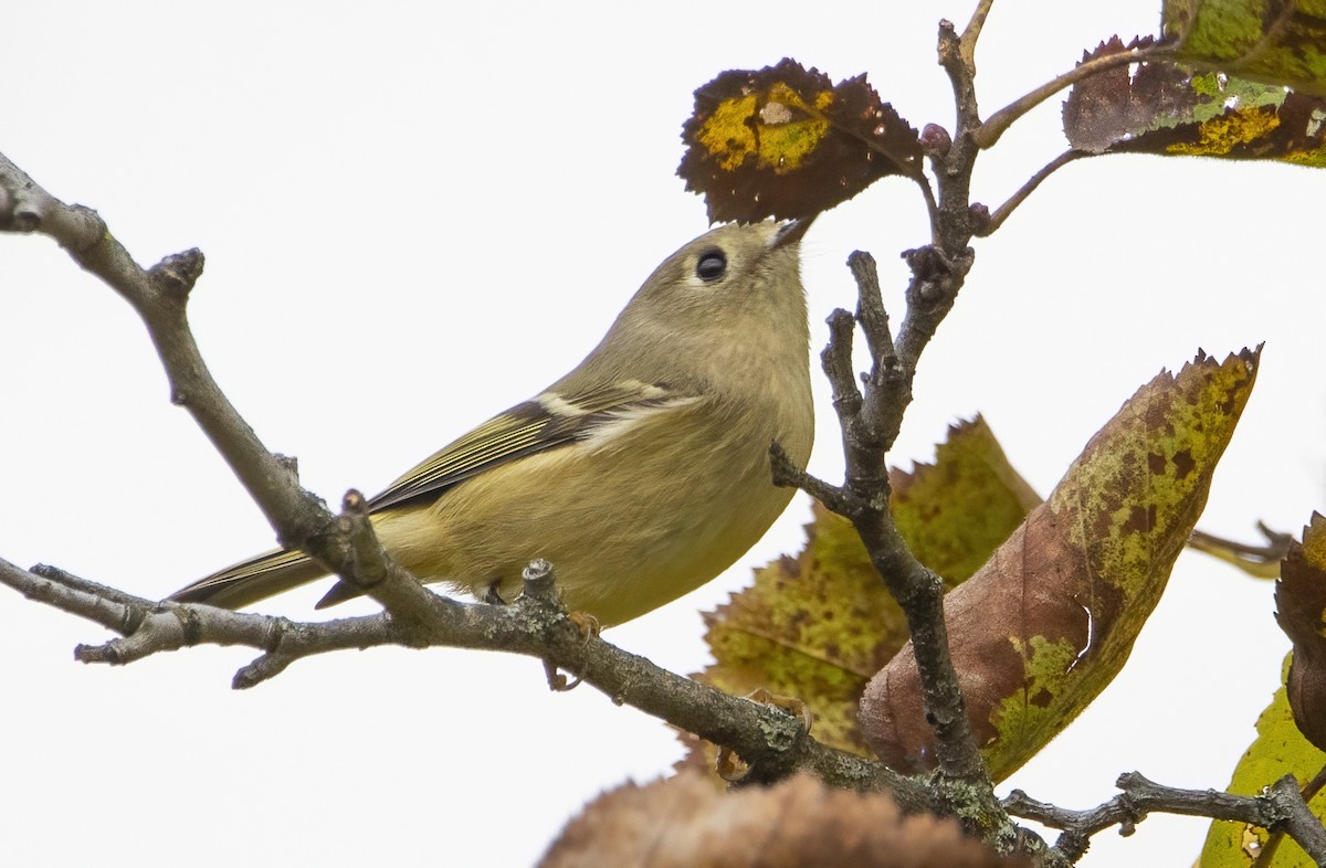 Ruby-crowned Kinglet - ML642628531