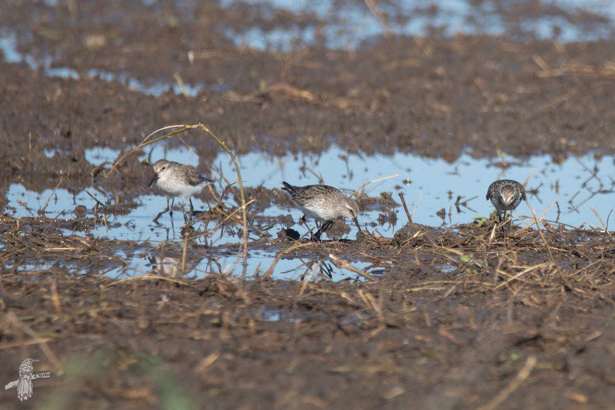 White-rumped Sandpiper - ML642628533