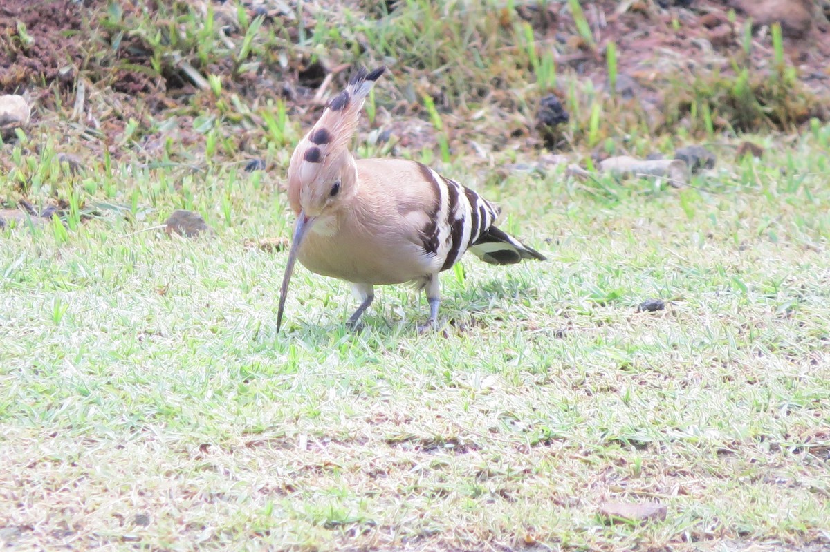 Common Hoopoe - ML642628534