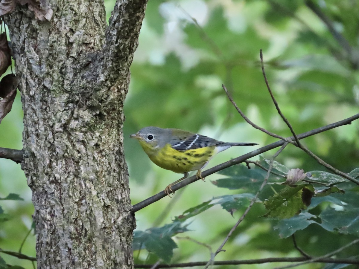 Magnolia Warbler - ML642628540