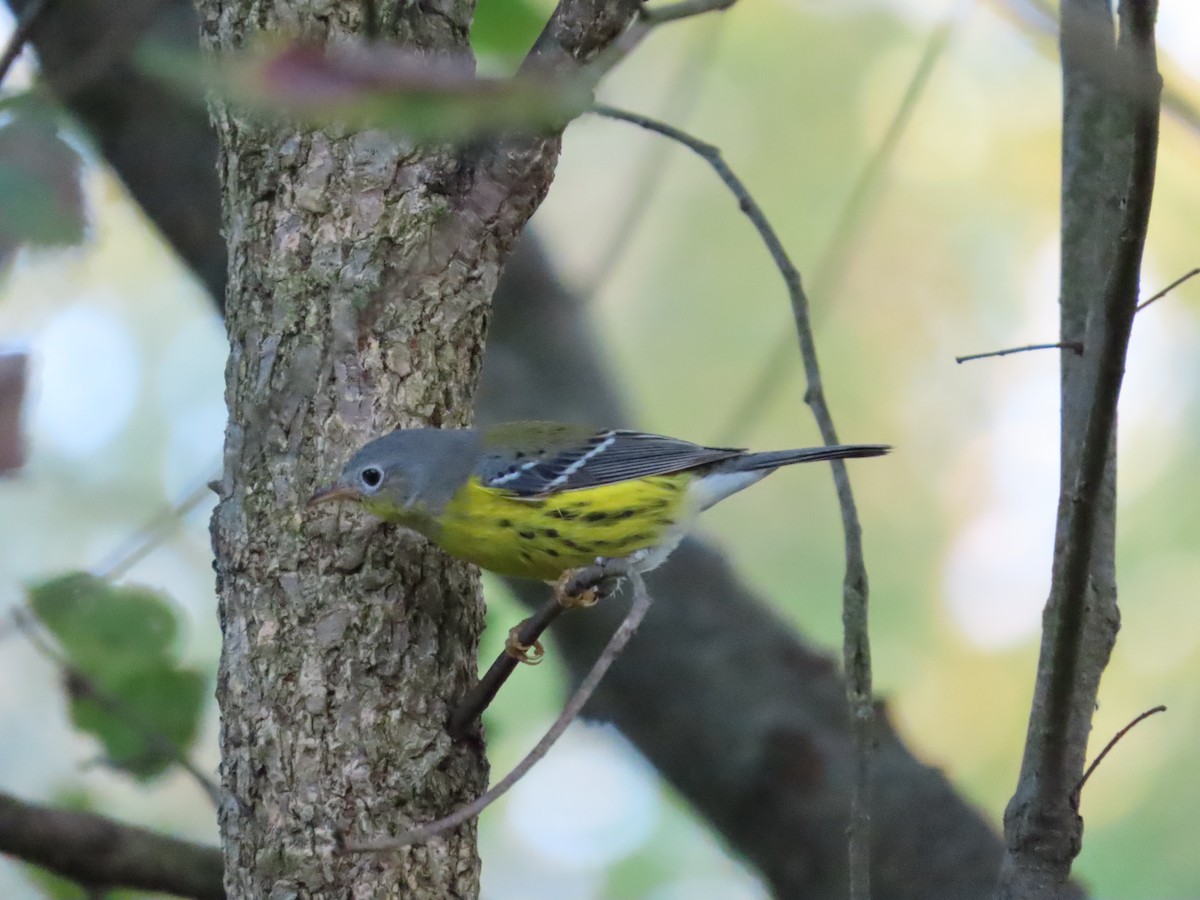Magnolia Warbler - ML642628542