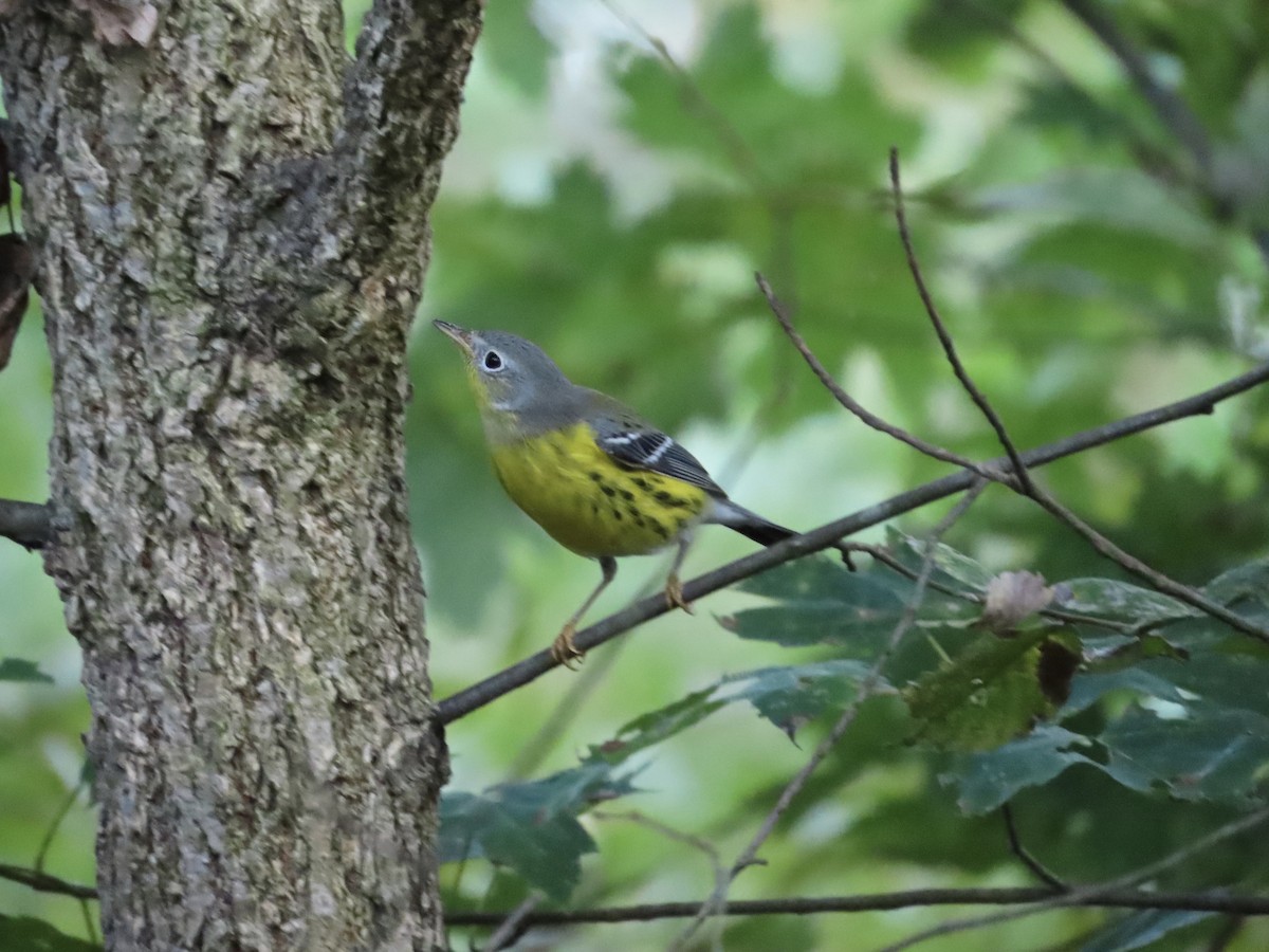Magnolia Warbler - ML642628543