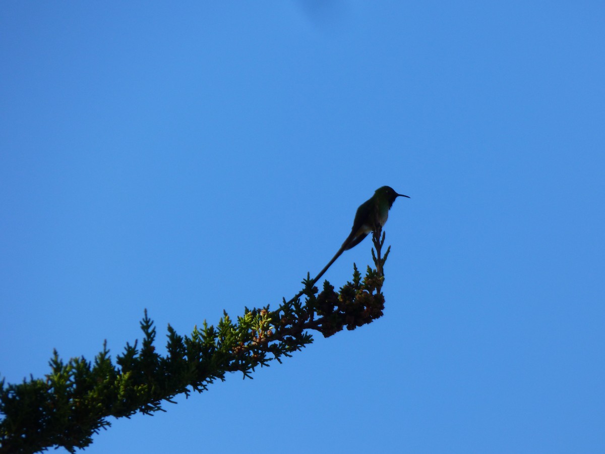 Black-tailed Trainbearer - ML642628544