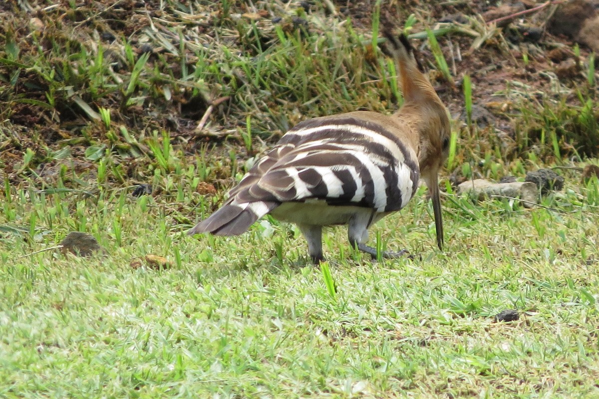 Common Hoopoe - ML642628547