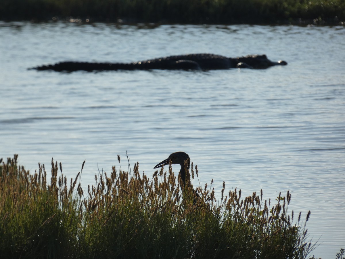 Animals - ML642628549