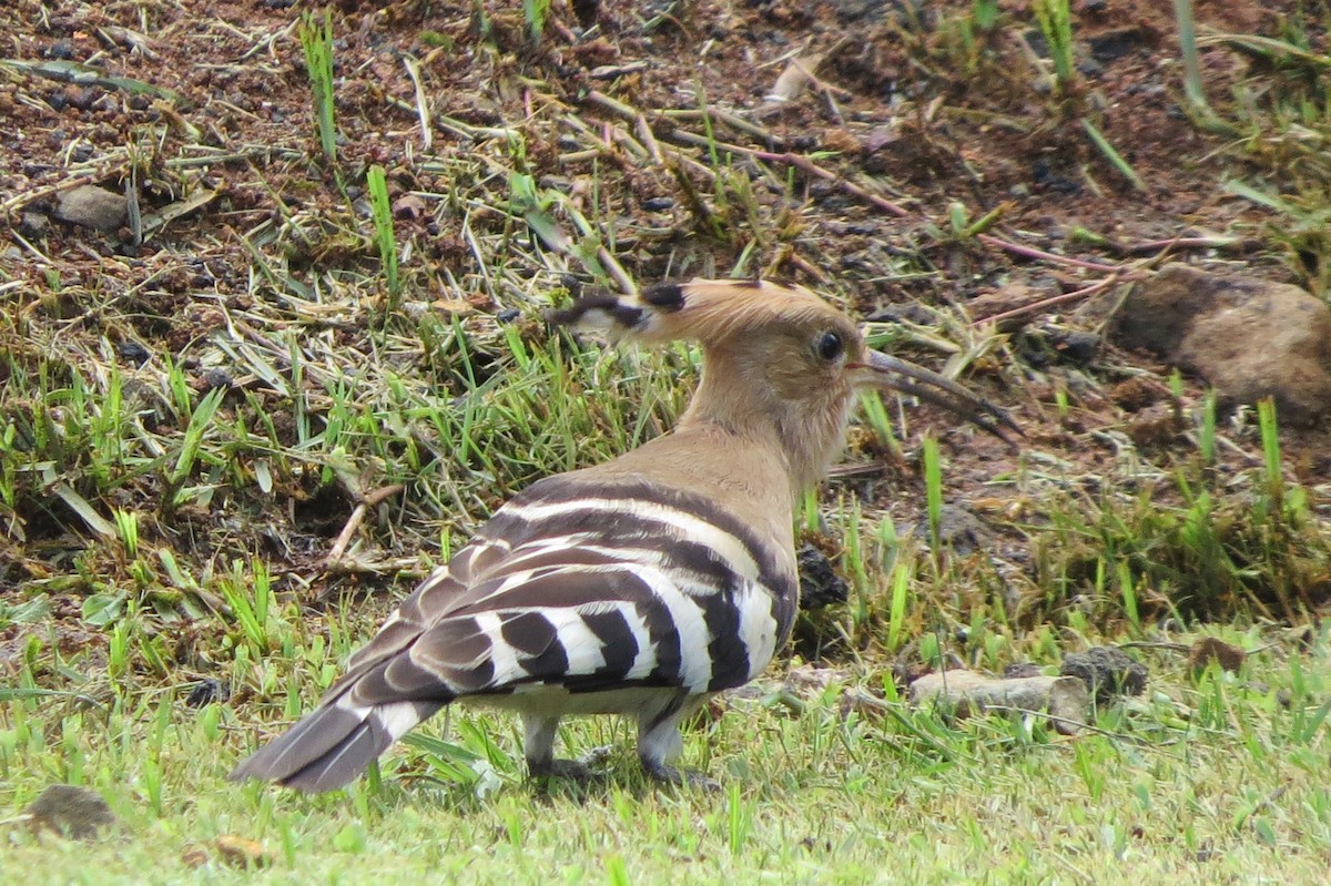 Common Hoopoe - ML642628569