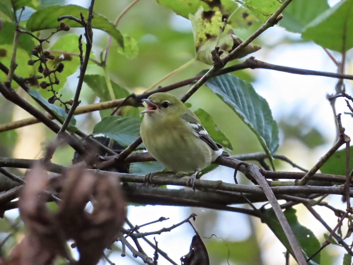 Bay-breasted Warbler - ML642628570