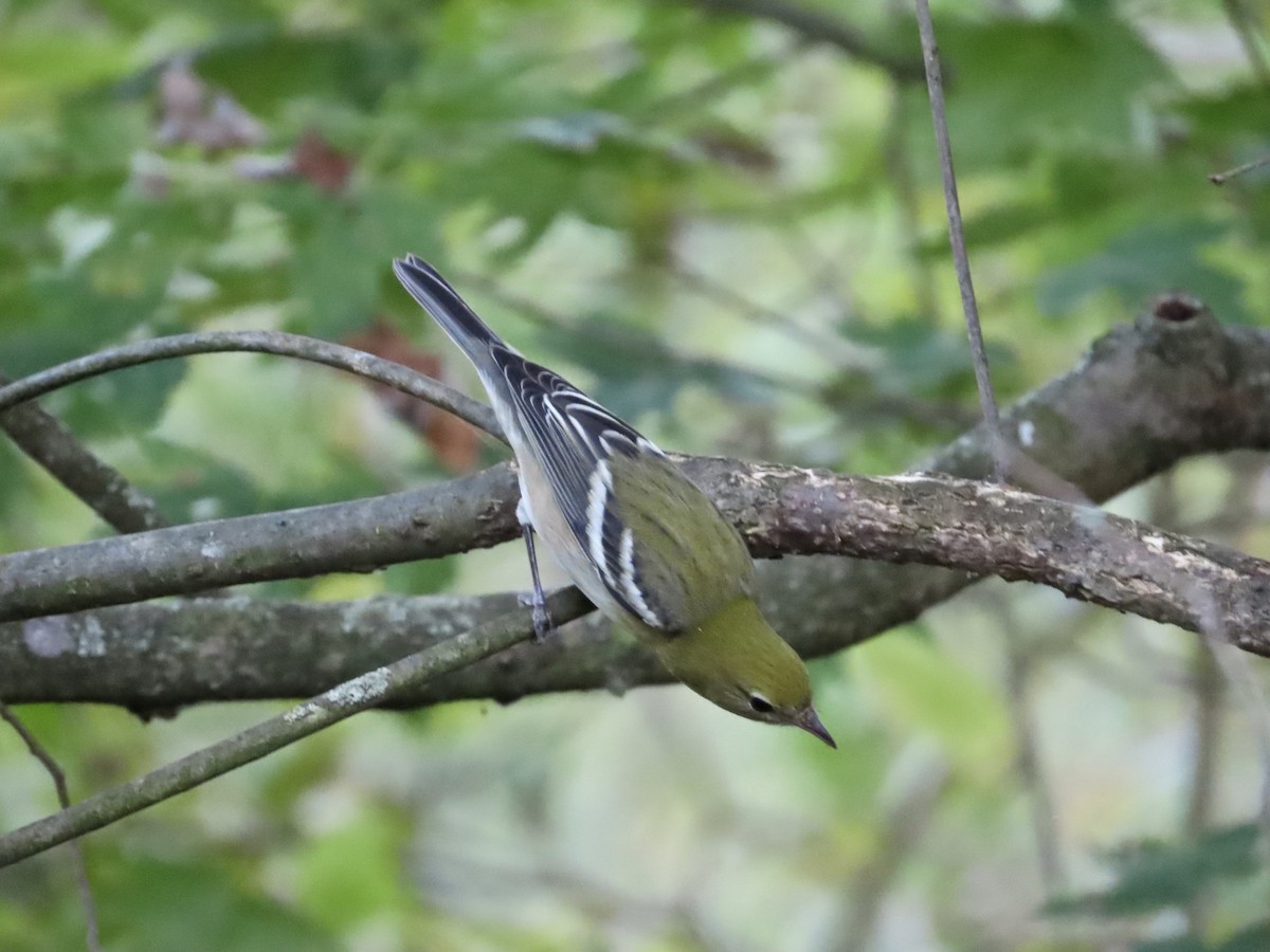Bay-breasted Warbler - ML642628571