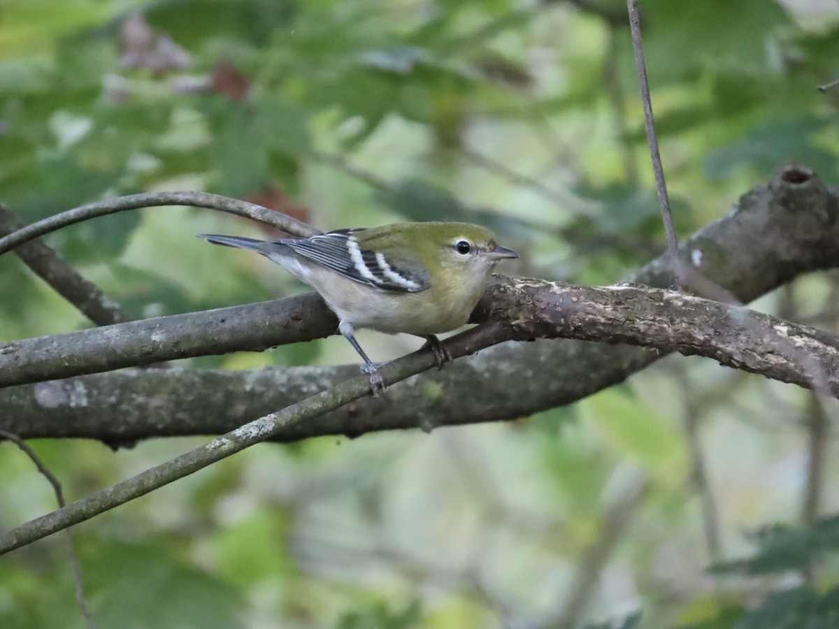 Bay-breasted Warbler - ML642628572