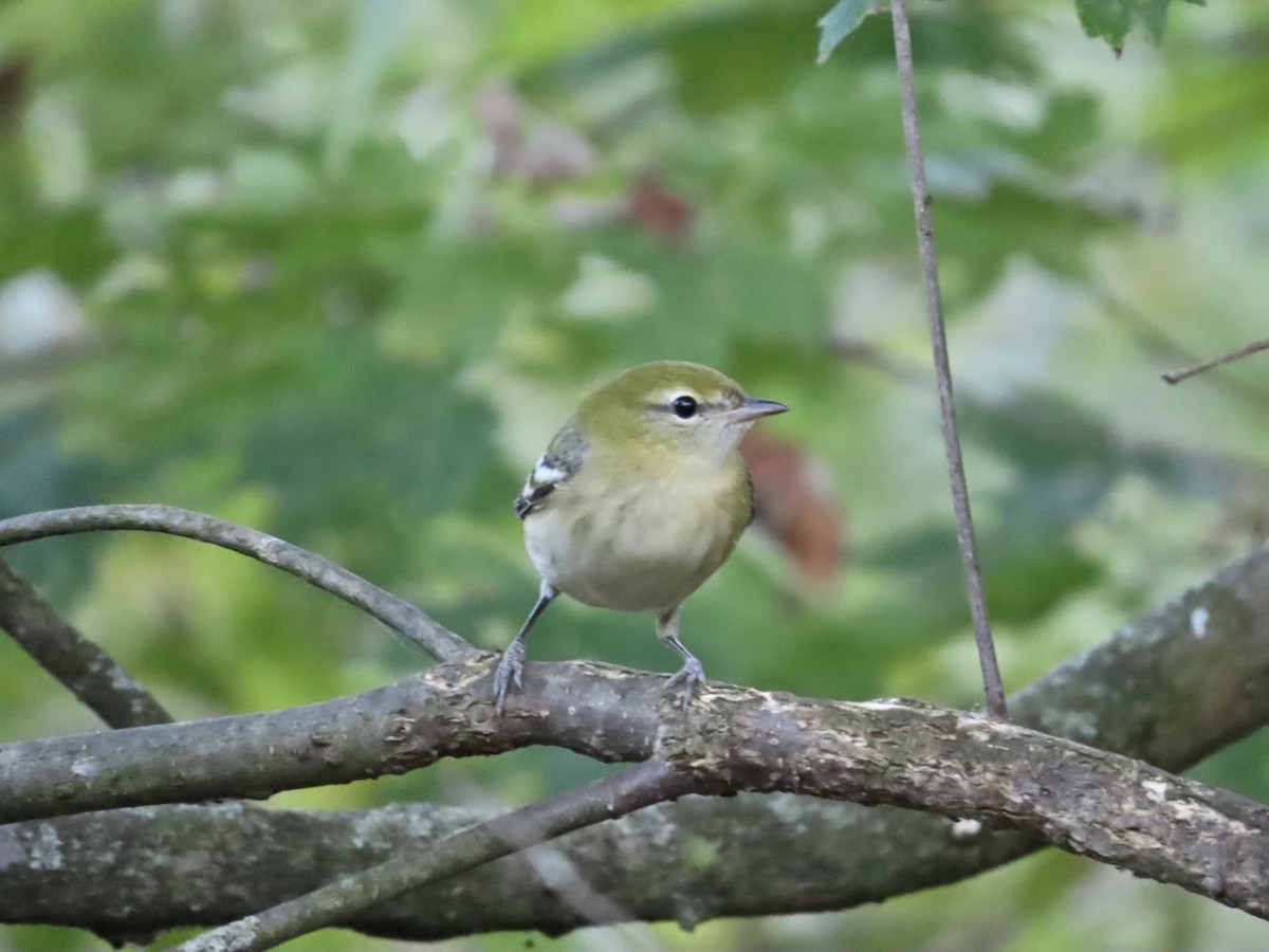 Bay-breasted Warbler - ML642628573