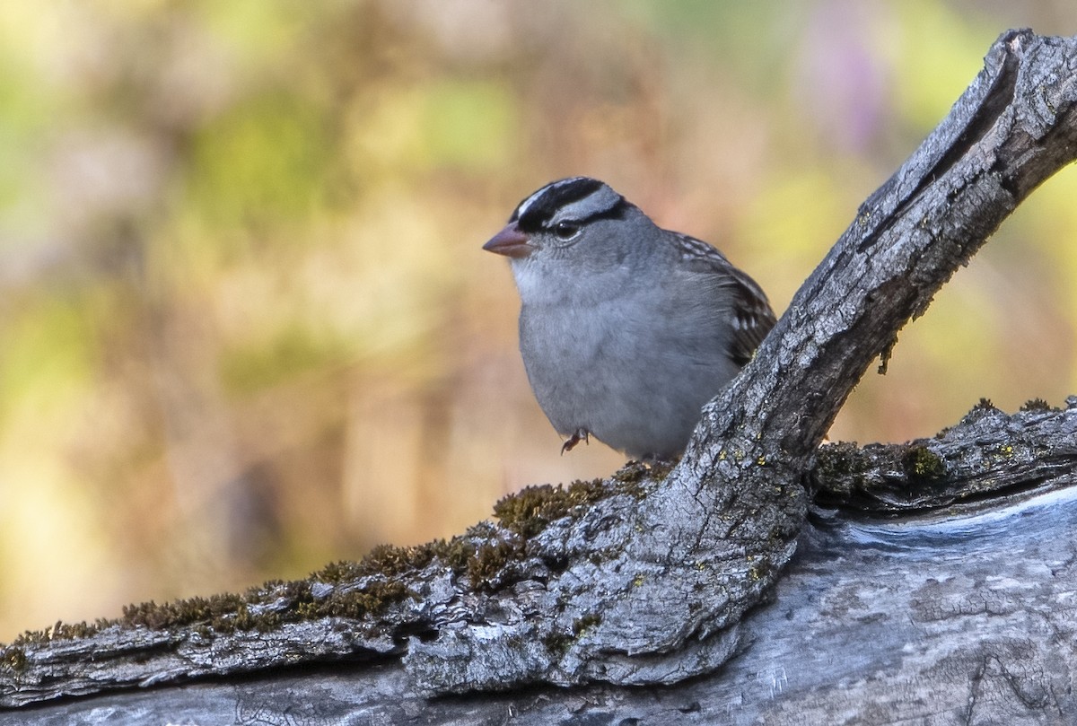 White-crowned Sparrow - ML642628576