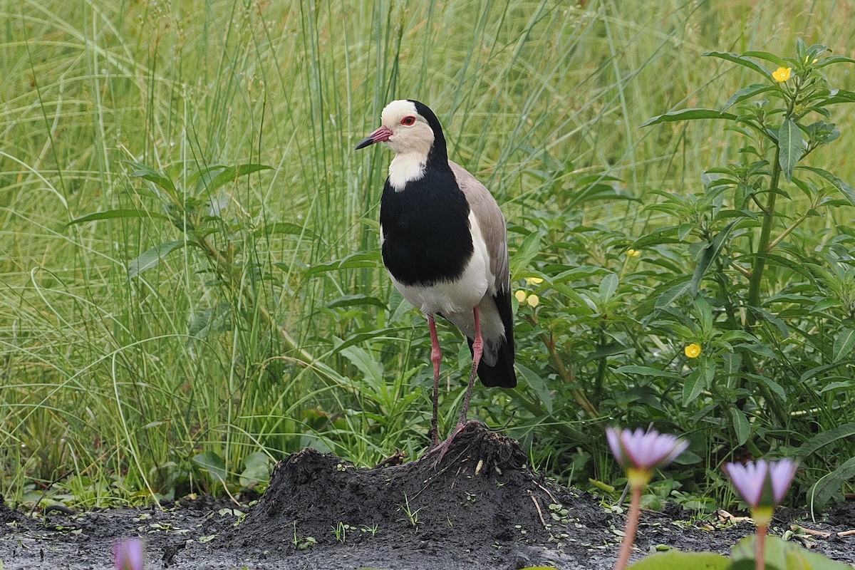 Long-toed Lapwing - ML642628582